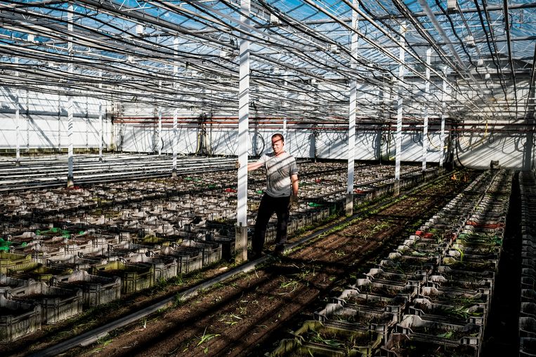Jonge chrysanten in de kas.  Beeld Daniel Rosenthal
