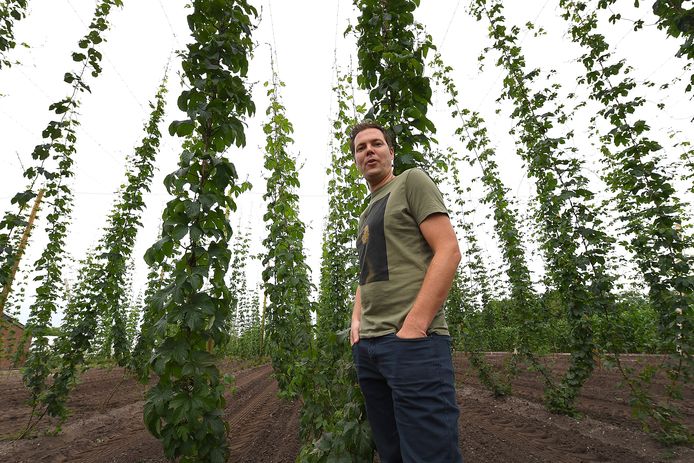 Giel Bongers op zijn hopveld in Wilbertoord.