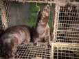 "Enorme stap vooruit": Vlaanderen keurt verbod op pelsdierkweek en dwangvoeding goed