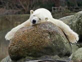 Katjuscha, de oudste ijsbeer van Europa, gestorven in Berlijnse zoo