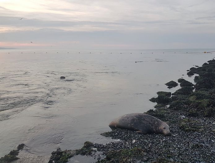 Op de voorgrond de stervende zeehond, erachter de dieren die hem gezelschap komen bieden.