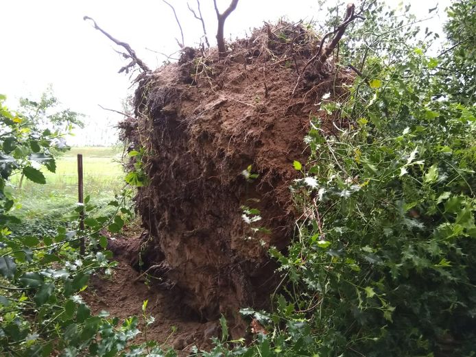 Ook deze boom overleefde het noodweer van donderdag niet.