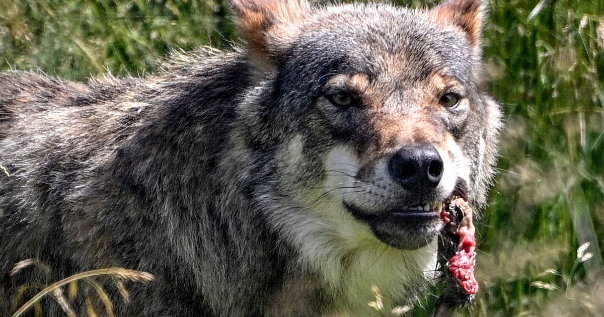 Schapenhouder Christian Kalter uit Laag Zuthem is elke dag bang voor de boze wolf