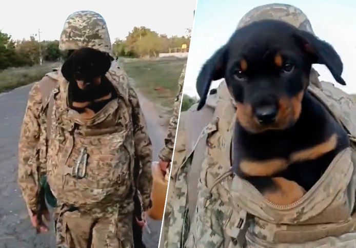 Hartverwarmend: Oekraïense soldaten redden puppy in Cherson