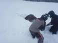 Canadezen redden eland die vastzit in groot pak sneeuw