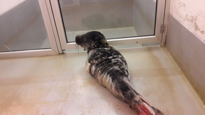 SEA LIFE Blankenberge Facebook