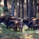 De wisent stierf uit in het wild in 1927. Nu is hij terug in Nederland