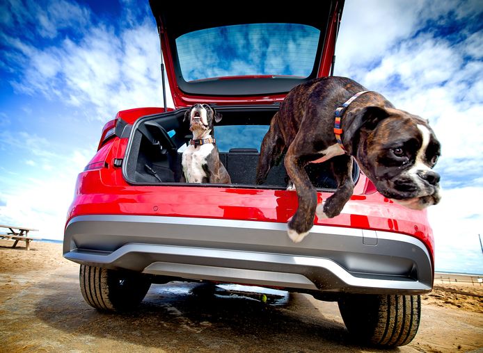 Begin Republiek Monarchie Met Bella op reis? Zo vervoer je honden (en andere dieren) goed in de auto  | Auto | AD.nl