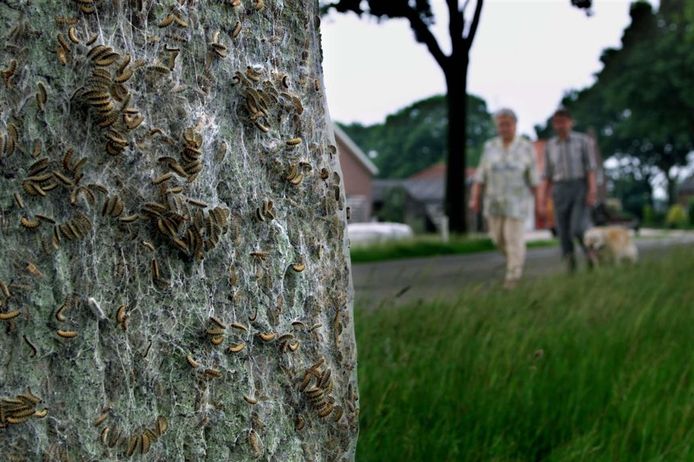 Baasjes lopen tijdens het uitlaten van hun hond richting een boom waar de eikenprocessierups op zit.