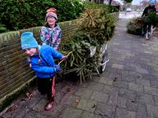 Hulp gevraagd bij inzamelen kerstbomen in Altena 