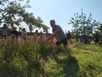 IN BEELD. Maai Mei Wel op derde Belgisch Kampioenschap zeisen: “De buitenlucht, de natuur, en het geluid van de zeis: pure therapie”