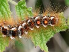Vrees voor jeukende rups in duinen bij Ter Heijde