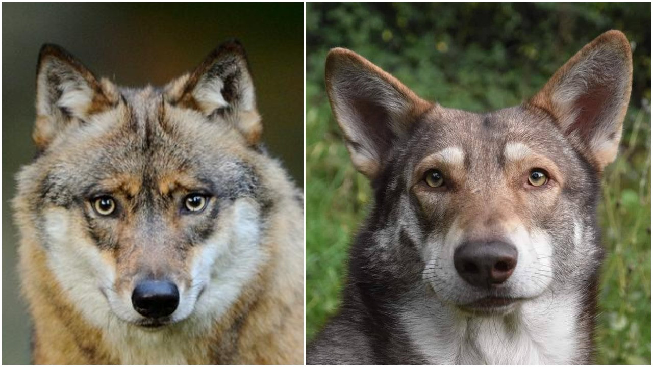 Een kenmerkend verschil tussen een wolf en een wolfhond zijn de oren. Links: de driehoekige, afgeronde oren van een wolf, rechts: de grote, spitse oren van een Saarlooswolfhond