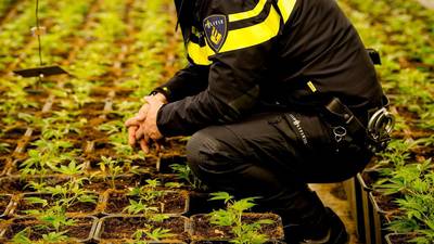 Hennepkwekerij in schuur Ederveen