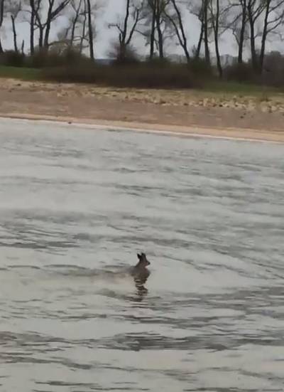 Verkeersleider spot ree die Waal probeert over te steken