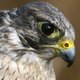 Vogelbescherming richt camera op 11 vogels