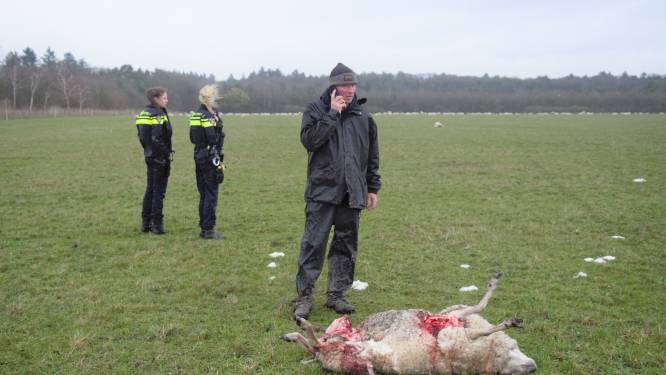Slachting onder schapen in Renkum, 15 dieren dood in de wei: ‘Wolf moet over het hek zijn gesprongen’