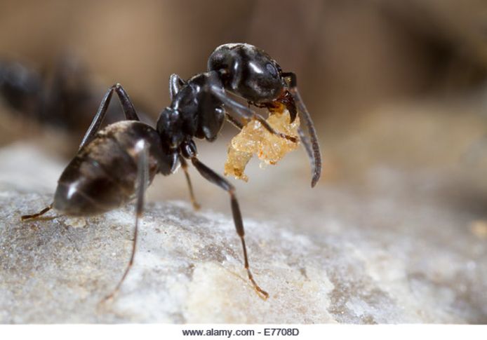 Nieuwe Insectenplaag In Aantocht Het Draaigatje Wageningen Gelderlander Nl