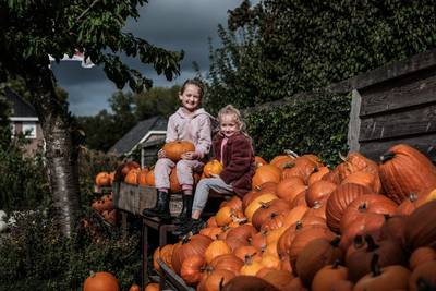 Al duizenden pompoenen verkocht in Groessen: ‘Halloween steeds populairder en ze zijn ook erg zoet’