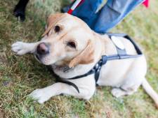 Malvoyante, certains taxis lui refusent un trajet à cause de son chien