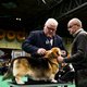 Pracht, praal én prestige op hondenshow Crufts: ‘Mijn huisdier? Ein is mijn kind, mijn prins!’