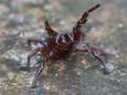 Australiërs na overstromingen gewaarschuwd voor dodelijke spinnen