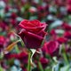 's Werelds grootste rozenkweker niet meer in Nederlandse handen