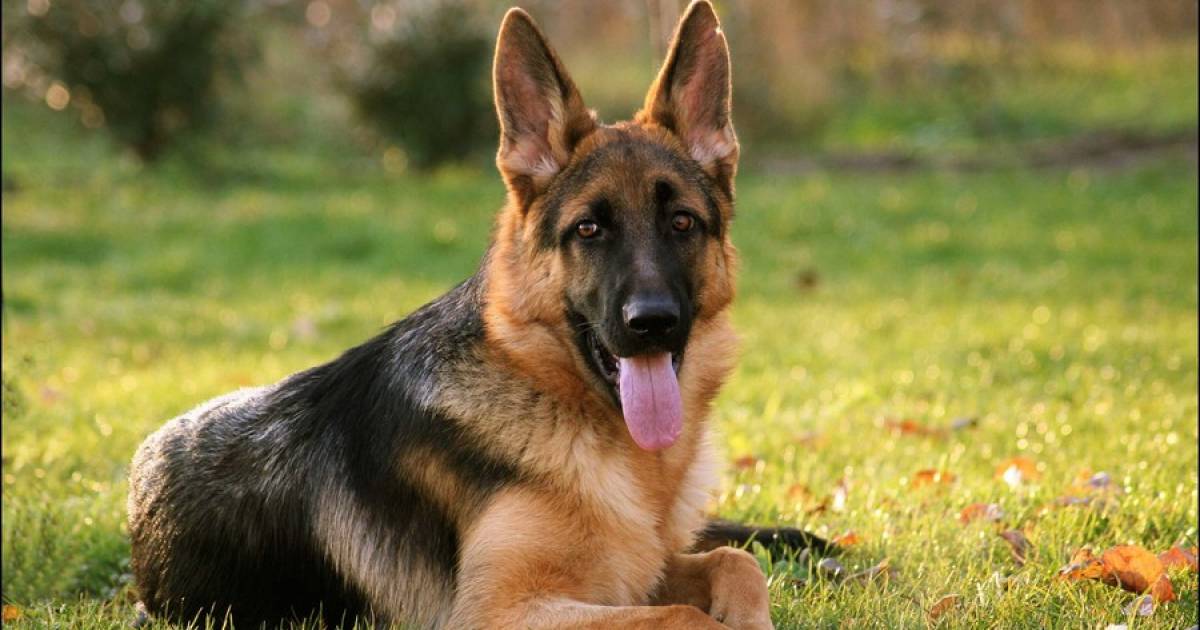 Une prime pour la socialisation de chiens adoptés dans un