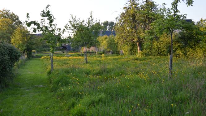 Minder maaien, toch netjes: “Verschillende lengtes geven een mooi effect én leveren de meeste biodiversiteit op”