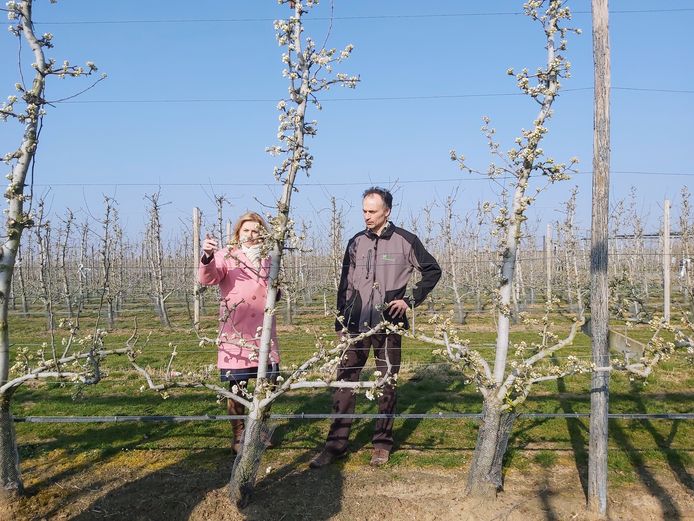 De eerste perenbloesems in Sint-Truiden bij PC Fruit.