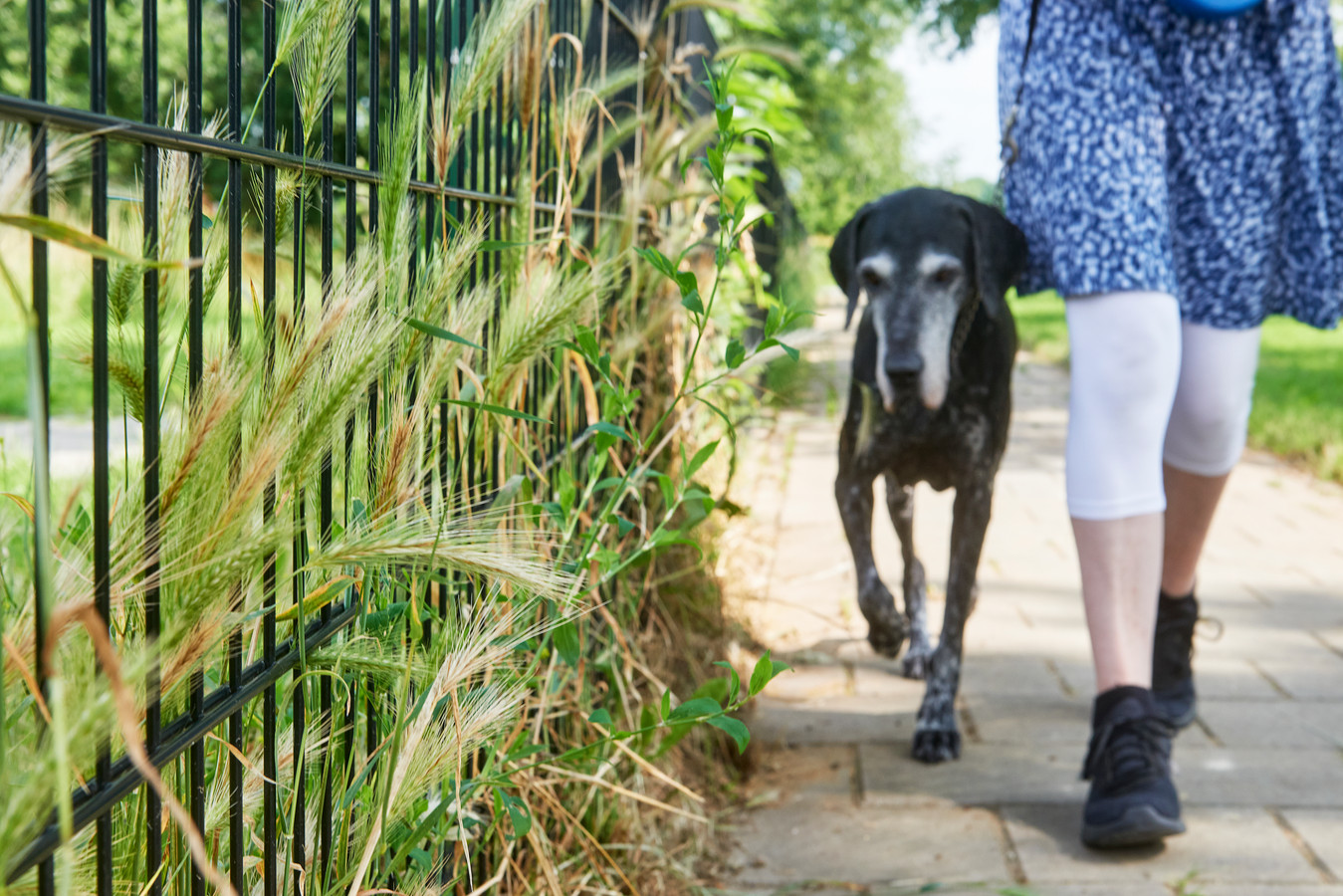 Voor honden levensgevaarlijke grasaar vroeg en veel aanwezig ‘Ze