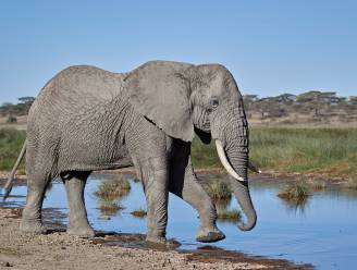 In Genève ligt het lot van de olifant in de weegschaal: “Beschermen kost veel geld, het mag ook iets opleveren”