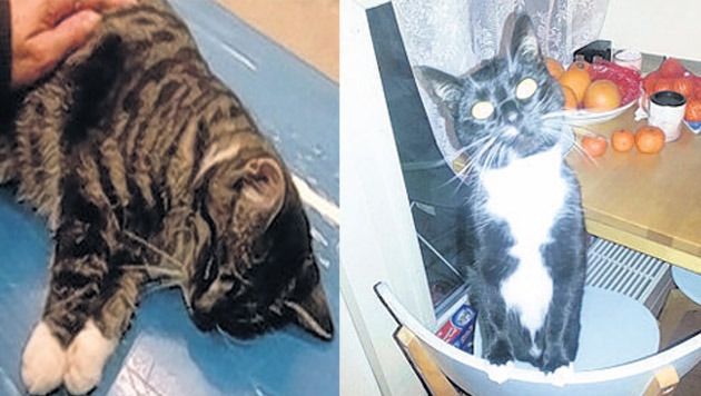 Luna (links) was het eerst slachtoffer van een dierenbeul die haar met vuurwerk mishandelde. Ook Kattie (rechts) overleefde een aanslag met vuurwerk niet.