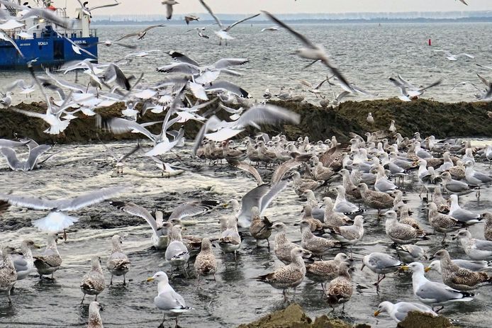 Meeuwen op het Quackstrand bij Hellevoetsluis.