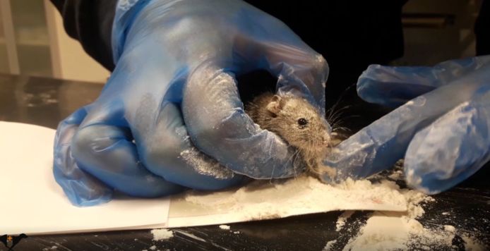 Een muis wordt met behulp van bloem bevrijd van een lijmplank.
