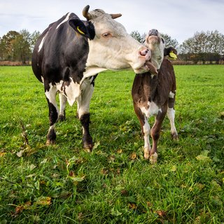 Een kalfje bij de moederkoe? ‘Begrijp me goed: ik vind het geweldig. Maar ik kreeg het niet voor elkaar’