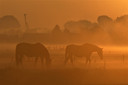 Ria de Wit stond vroeg op om deze foto te maken van de paarden in ene mistig weiland in Snelrewaard. ,,Het maakte het vroeg opstaan waard."