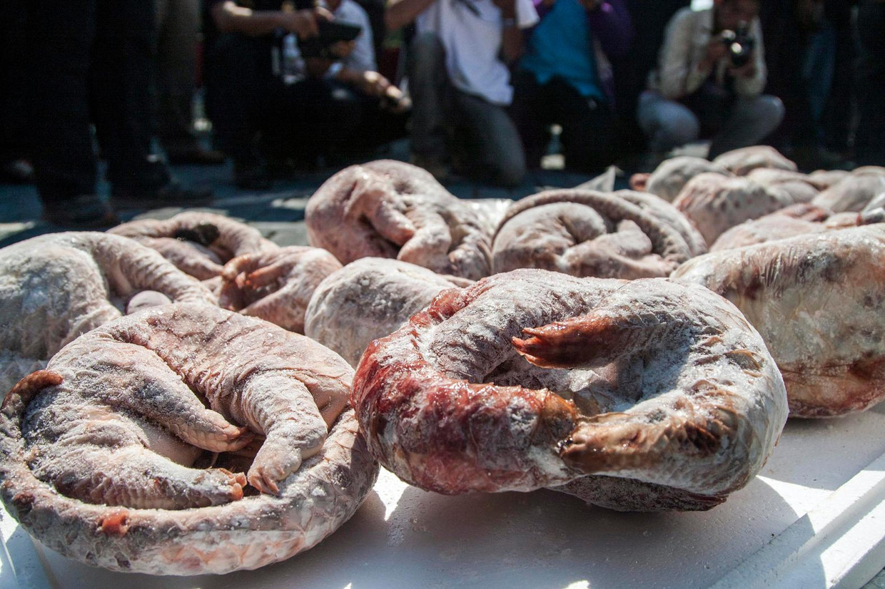 De pangolins worden ingevroren verscheept en soms gevonden, zoals hier in Hong Kong. Beeld Epa