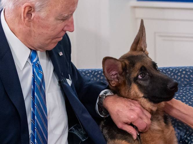 Gouverneur wil de bijtgrage hond van president Biden doden, Witte Huis reageert: ‘Verontrustend’