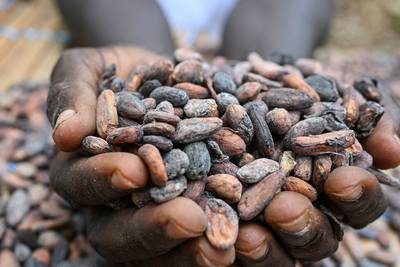 Le prix du cacao atteint un nouveau record historique