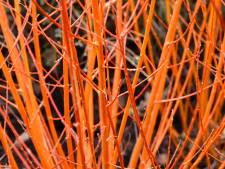 Zorg voor wat kleur in de wintertuin met deze knotwilgen