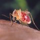 Waarom prikken muggen de een wel en de ander niet?