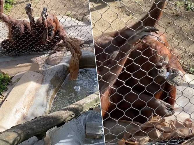 KIJK. Slimme orang-oetan gebruikt stuk papier om fles van kindje uit water te vissen