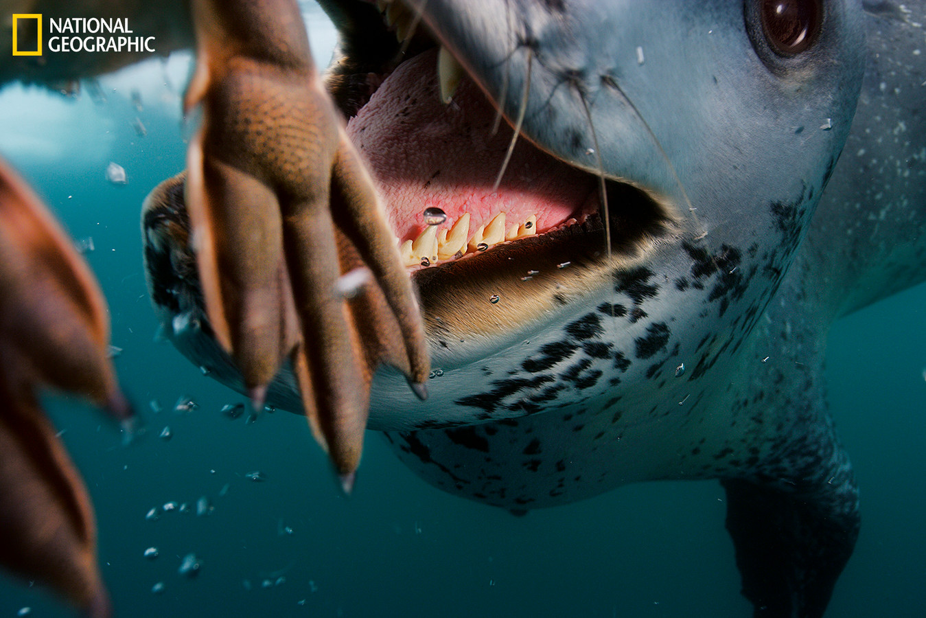Leopard Seal (Huge Female), 12 feet plus in length and must be well over a thousand pounds, killed a chick and then donated it to the camera.  This is the first day that many of the chicks are heading to sea for the first time and it is easy picking for the leopard seals.