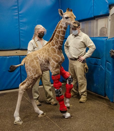 Pasgeboren girafje in de VS krijgt kniebraces: ‘Zo mooi om te zien’