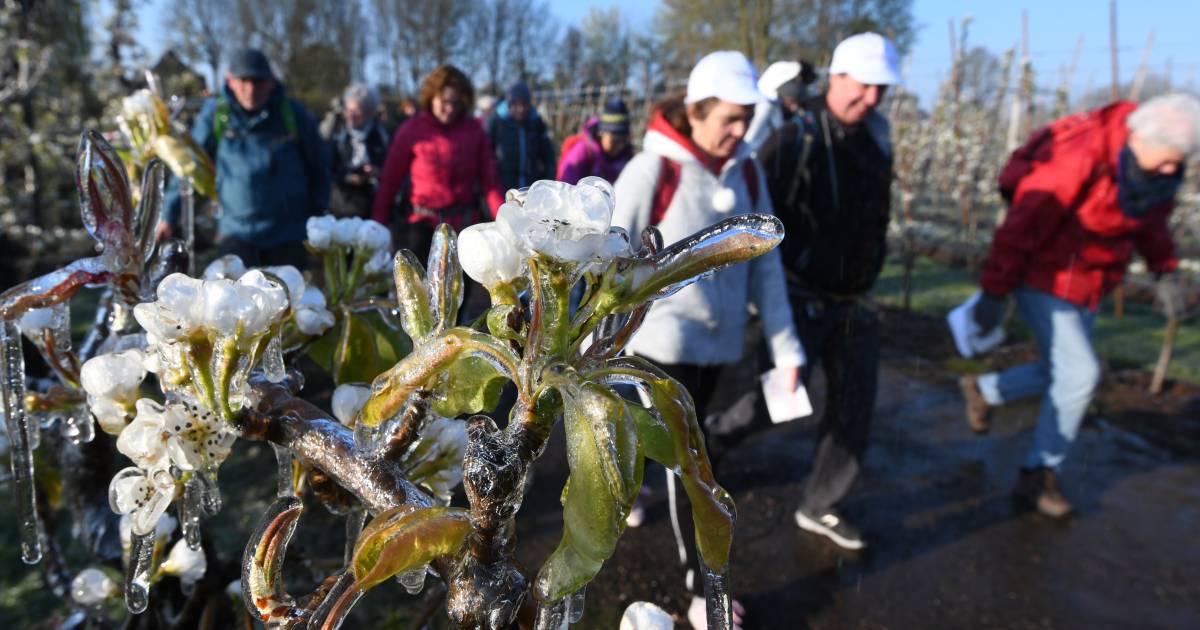 Rode Kruis Bloesemtocht ziet geen perspectief meer en stopt ‘Een slap