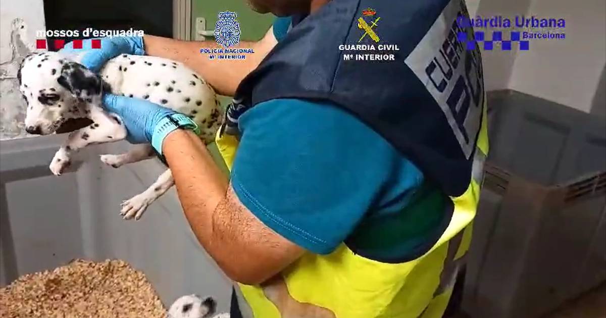 Vierhonderd Puppy'S En Kittens Gered Bij Oprollen Netwerk In Dierenhandel  In Spanje | Buitenland | Hln.Be