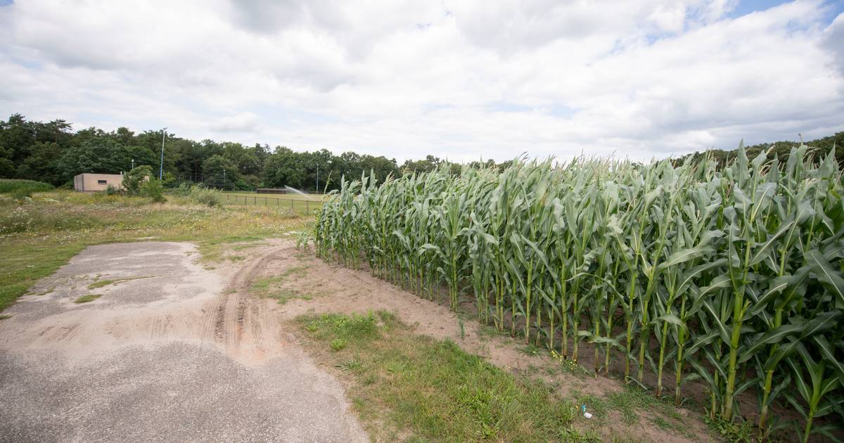 Toekomst ’t Maatveld in Bornerbroek ongewis, maar er is een wens voor een standplaats voor campers e