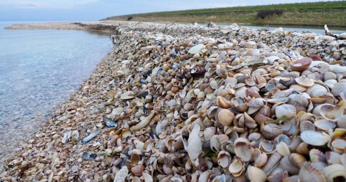 Schelpen vormen banken langs randen Grevelingen