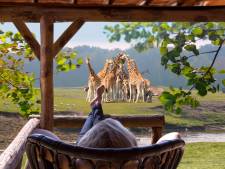 Beekse Bergen bouwt vakantiehuizen tussen wilde dieren